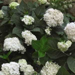 Hydrangea Macrophylla Endless Summer The Bride