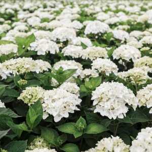 Hydrangea Macrophylla Endless Summer The Bride