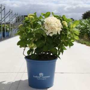 Hydrangea Macrophylla Endless Summer The Bride