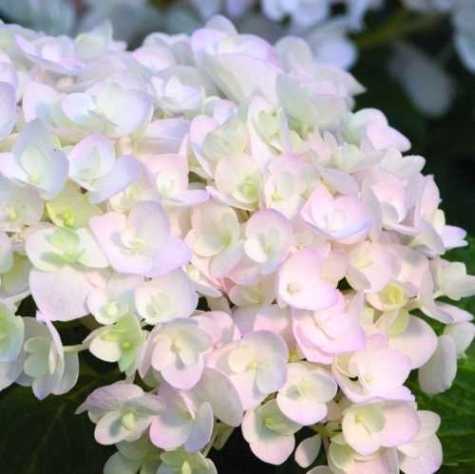 Hydrangea Macrophylla Endless Summer The Bride