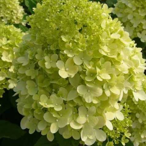Hydrangea Paniculata Limelight