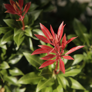 Pieris Japonica 'Mountain Fire' Lily of the Valley Shrub