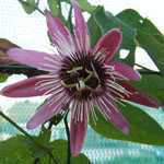 Passiflora 