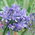 Agapanthus Bluestorm African Lily (Lily Of The Nile)