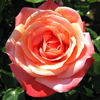 Lovers Meeting Hybrid Tea Rose