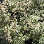 Thymus Vulgaris Silver Queen Thyme