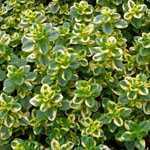 Thymus x Citriodorus Golden Queen Thyme 9cm Pot