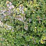 Thymus x Citriodorus Doon Valley Thyme 9cm Pot