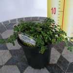 Thymus x Citriodorus Doon Valley Thyme 9cm Pot