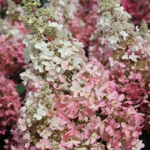 Hydrangea Paniculata Pinky Winky