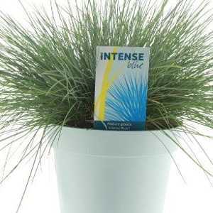 Festuca Glauca Intense Blue