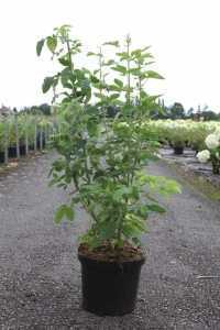 Laburnum Anagyroides (Golden Chain/Golden Rain)
