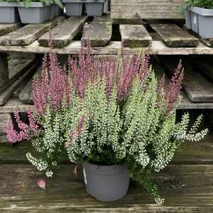 Calluna Vulgaris (Heather) Twin Girls