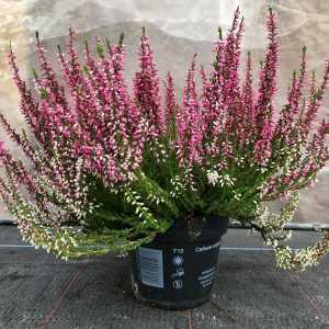 Calluna Vulgaris (Heather) Pink