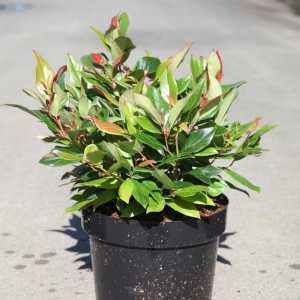 Leucothoe Scarletta Walteri Zeblid (Switch Ivy)