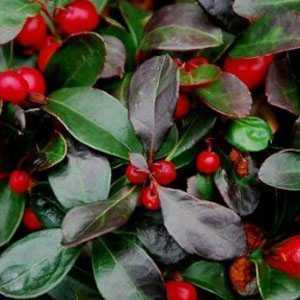 Gaultheria Procumbens (Checkerberry)