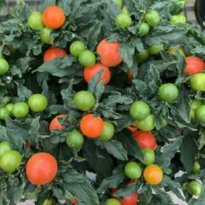 Solanum Capsicastrum (Christmas Cherry)