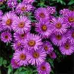 Aster Novae-Angliae Purple Dome (Michaelmas Daisy))