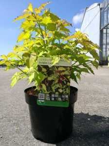 Leycesteria Formosa Golden Lanterns (Himalayan Honeysuckle)