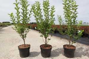 Ligustrum ovalifolium Common Green Privet