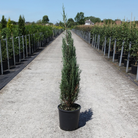 Juniperus Scopulorum Blue Arrow (Blue arrow Juniper)