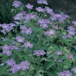 Geranium Hardy Johnsons Blue (Baby Blue)