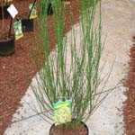 Cytisus Andreanus Luna (Broom)