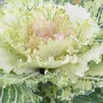 Ornamental Cabbage Plant (Brassica Oleracea) Cream/Green