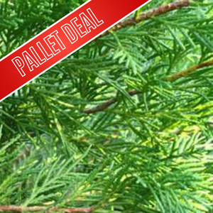 Leylandii Green Cupressocyparis (Hedging) Conifer 175-200cm 10Ltr Pot 10 Per Pack
