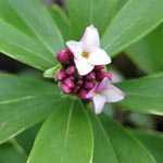 Daphne Odora Aureomarginata (Winter Daphne)