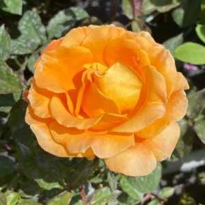 Whisky Mac (Tanky) Hybrid Tea Rose