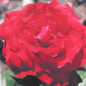 Uncle Walter Hybrid Tea Rose