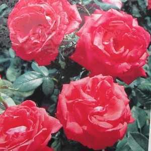 Super Star Hybrid Tea Rose