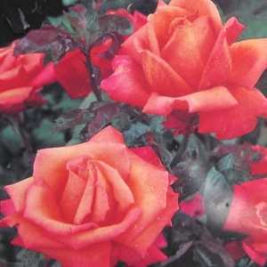 Troika Hybrid Tea Rose