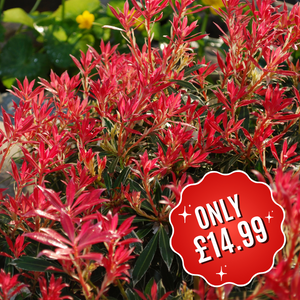 Pieris Japonica 'Flaming Silver' Lily of the Valley Shrub