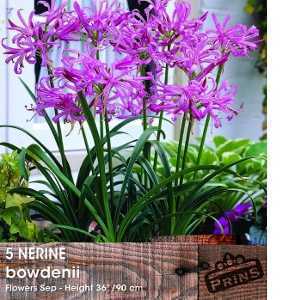 Nerine Bowdenii Bulbs 5 per Pack