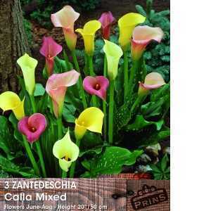 Zantedeschia Calla mixed (Arum Lily) Bulbs 3 Per Pack