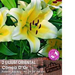 Lilium Oriental 