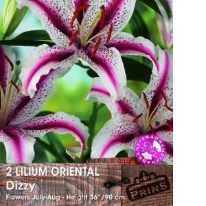 Lilium Oriental 'Dizzy' (Lily 'Dizzy') Bulbs 2 Per Pack