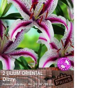 Lilium Oriental 