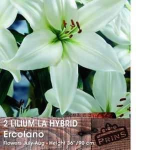 Lilium La Hybrid 'Ercolano' (Lily 'Ercolano') Bulbs 2 Per Pack