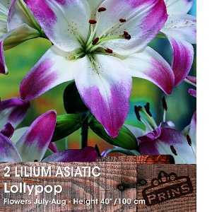 Lilium Asiatic 'Lollypop' (Lily 'Lollypop') Bulbs 2 Per Pack