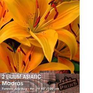 Lilium Asiatic 