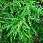 Fargesia Murielae 'Selection' Bamboo