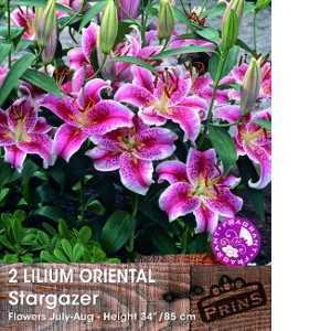 Lily Oriental 