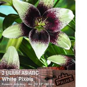 Lilium Asiatic 'White Pixels' (Lily 'White Pixels') Bulbs 2 Per Pack