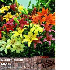 Lilium 'Asiatic Mixed' (Lily 'Asiatic Mixed') Bulbs 5 Per Pack