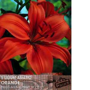 Lilium 'Asiatic Orange' (Lily 'Asiatic Orange') Bulbs 5 Per Pack