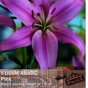 Lilium 'Asiatic Pink' (Lily 'Asiatic Pink') Bulbs 5 Per Pack
