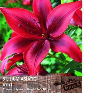 Lilium 'Asiatic Red' (Lily 'Asiatic Red') Bulbs 5 Per Pack